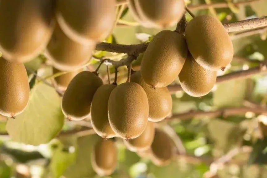 Zespri evaluates direct China sourcing to counter unauthorized production