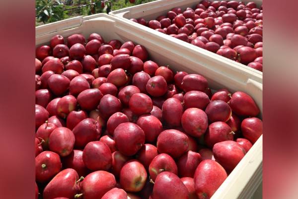 Sassy apples