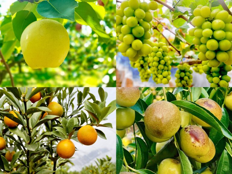Saudi Arabia produce