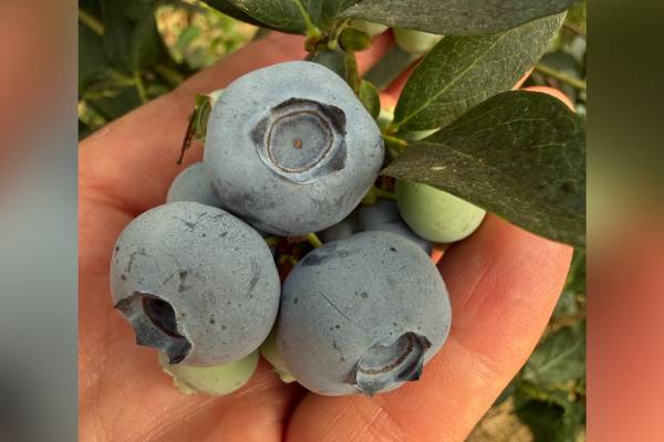 Winterwood Group blueberries
