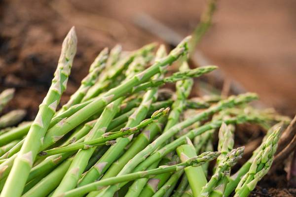 Asparagus summit