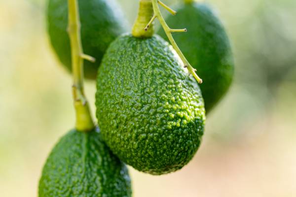 Avocados from Colombia