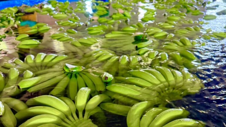Colombian bananas