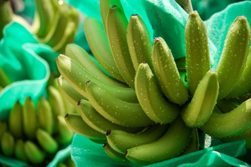 Colombian bananas grapple with low production and weakening prices