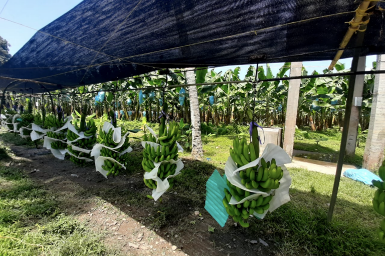 Colombian banana production