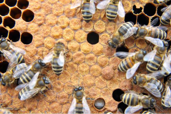 beehive