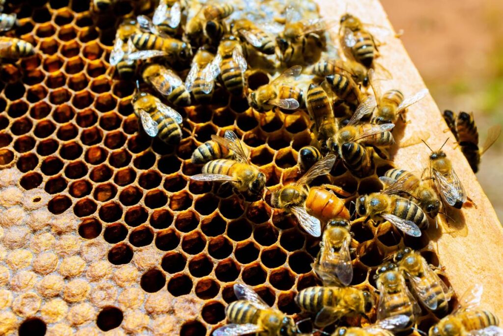 More than a sweet condo: How beehives chemically help colonies thrive