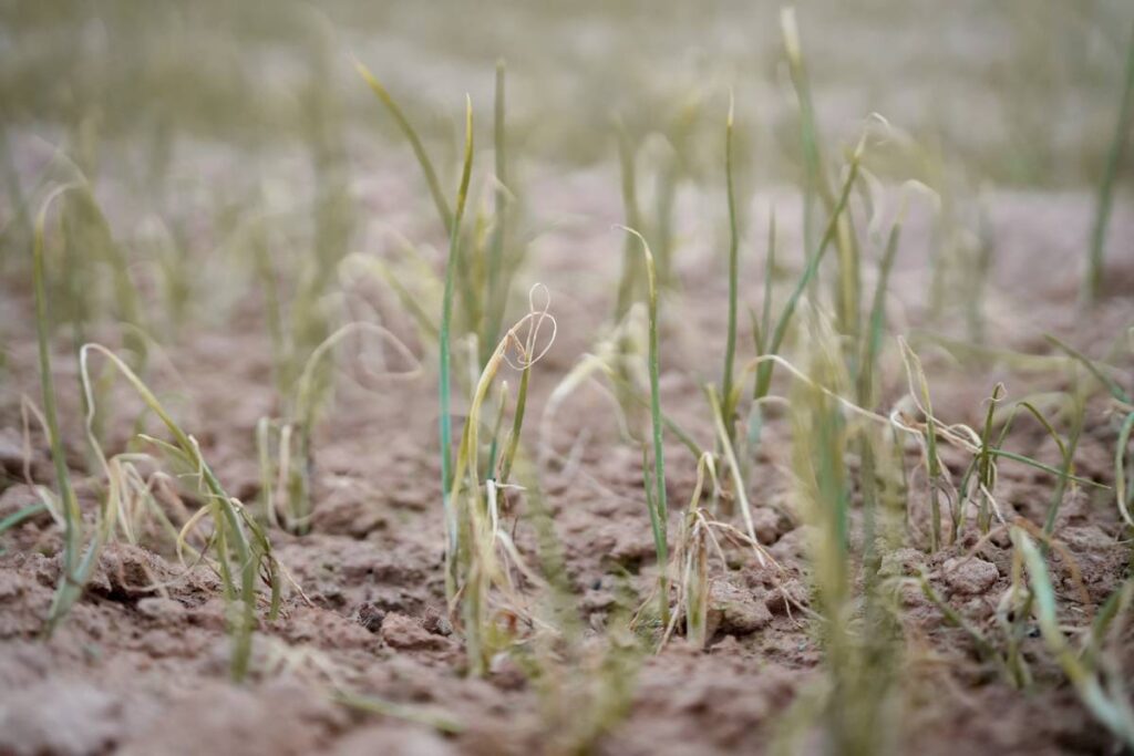 When El Niño brings drought, every minute counts