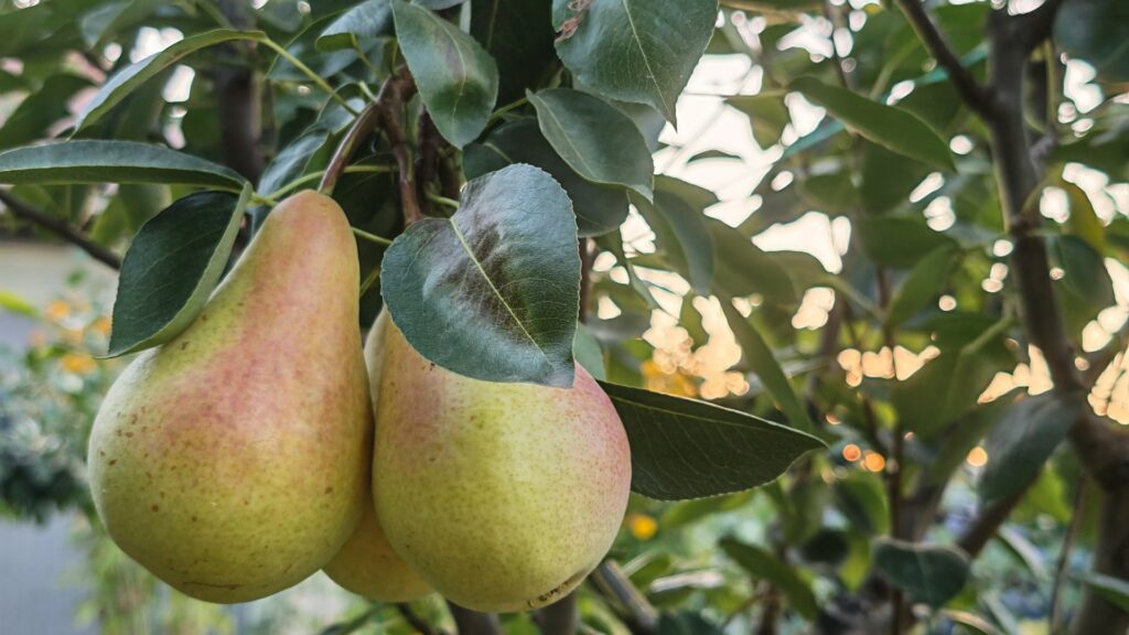 US pear crop to fall by 15 percent this year