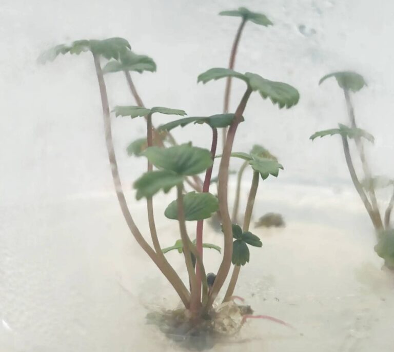 heat tolerance in strawberries