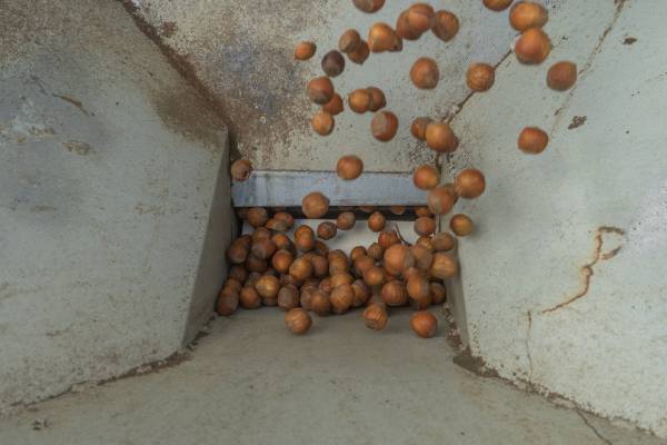 Georgian hazelnuts