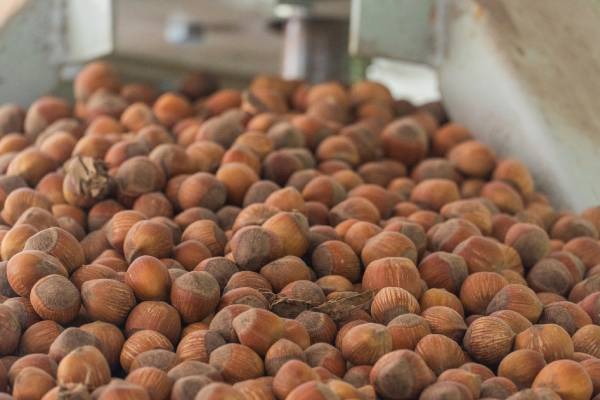 Georgian hazelnuts