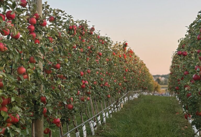 SnapDragon apples
