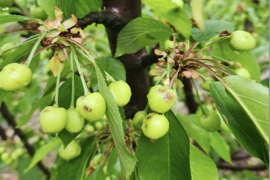Chilean orchards assess crop damage following severe rain and hail