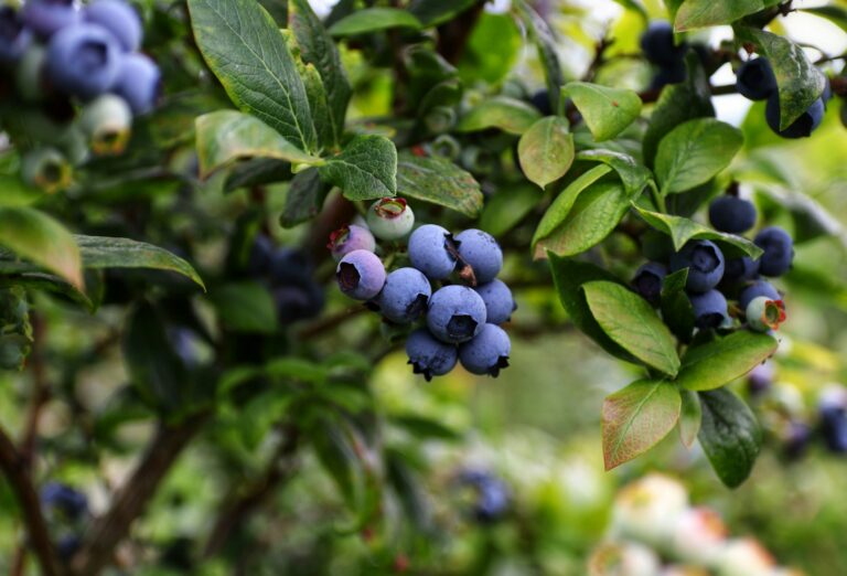 Peruvian blueberries
