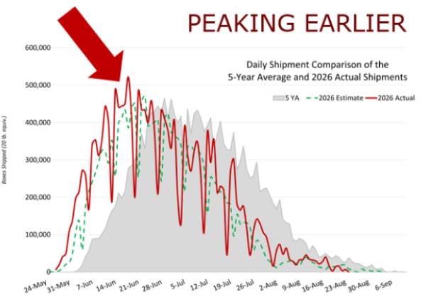 Northwest cherry season early peak
