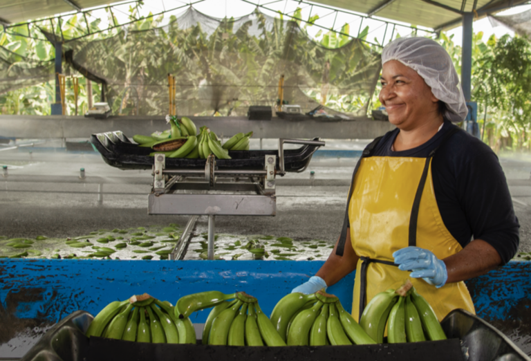 Colombian banana packing