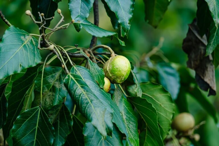 South African macadamia
