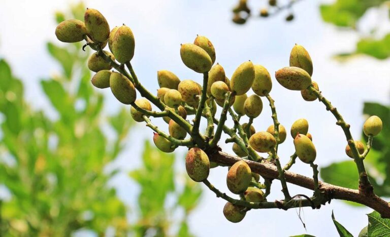 pistachios on tree