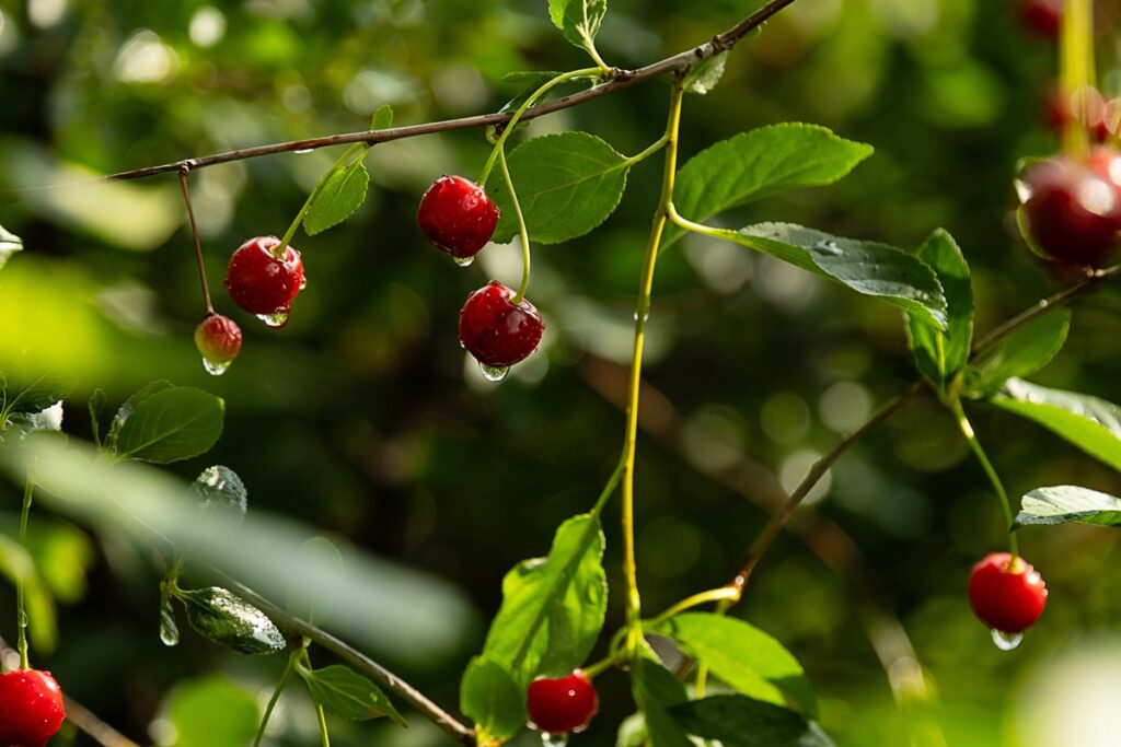 Rains split early Chilean cherries, threatening crop size in the central producing zone