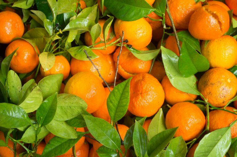 Florida citrus