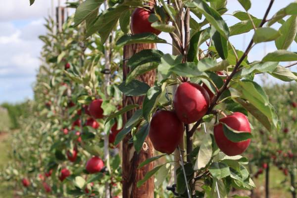 Sassy apples