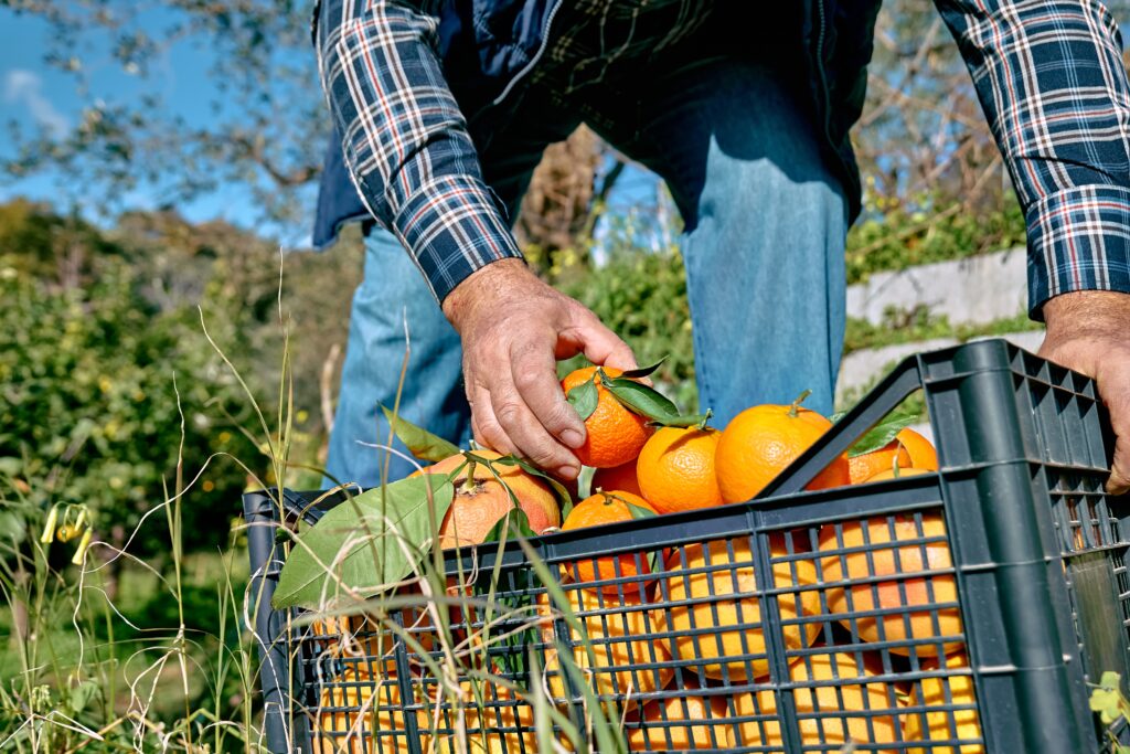 Managing carbohydrate levels can boost citrus quality and yields