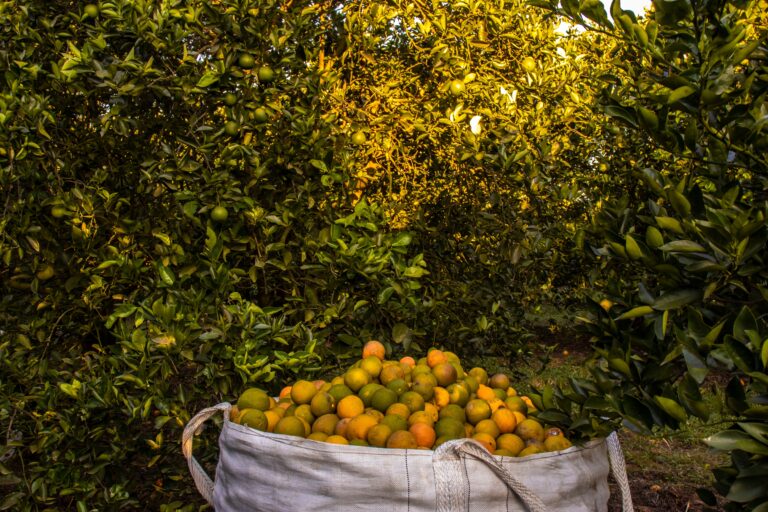 carbohydrate management in citrus