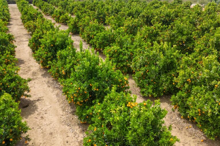carbohydrate management in citrus