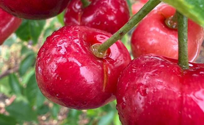 Splitting cherries