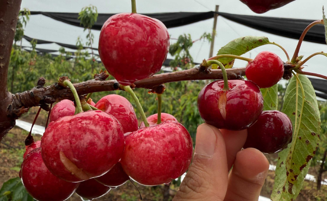 splitting cherries