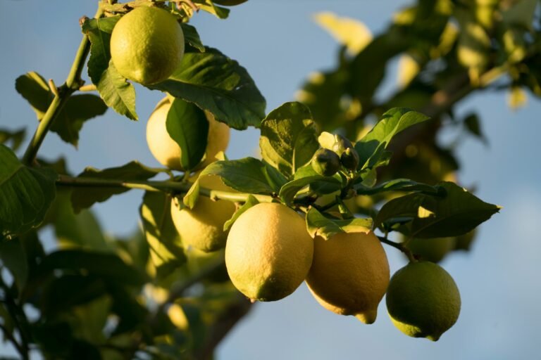 Florida citrus