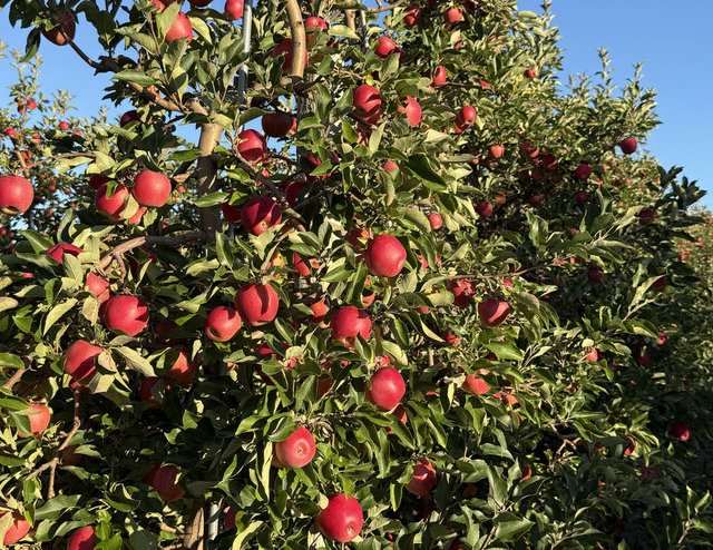 SnapDragon apples