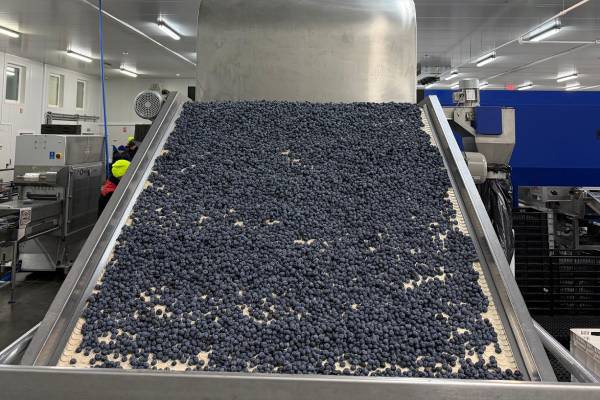 Winterwood Group blueberries